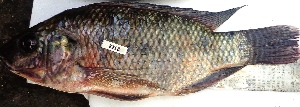  ( - KFLW8)  @11 [ ] Copyright (2017) Dr. G.D Khedkar PAUL HEBERTCENTRE FOR DNA BARCODING BIODIVERSITY STUDIES