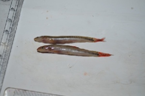  ( - KFM105)  @11 [ ] Copyright (2013) Dr.G.D. Khedkar PAUL HEBERT CENTRE FOR DNA BARCODING AND BIODIVERSITY STUDIES