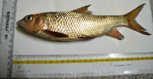  ( - KFM36)  @13 [ ] Copyright (2013) Dr.G.D. Khedkar PAUL HEBERT CENTRE FOR DNA BARCODING AND BIODIVERSITY STUDIES
