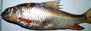 ( - KFM50)  @11 [ ] Copyright (2016) Dr. G. D. KHEDKAR PAUL HEBERT CENTRE FOR DNA BARCODING AND BIODIVERSITY STUDIES