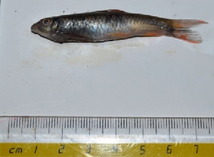  ( - KFM89)  @11 [ ] Copyright (2013) Dr.G.D. Khedkar PAUL HEBERT CENTRE FOR DNA BARCODING AND BIODIVERSITY STUDIES