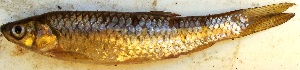  ( - KOY58)  @11 [ ] Copyright (2015) Dr.G.D. Khedkar PAUL HEBERT CENTRE FOR DNA BARCODING AND BIODIVERSITY STUDIES