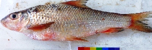  ( - NDK25)  @11 [ ] Copyright (2016) Dr. G.D Khedkar PAUL HEBERTCENTRE FOR DNA BARCODING BIODIVERSITY STUDIES
