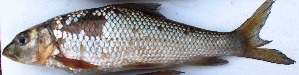  ( - VEN8)  @11 [ ] Copyright (2015) Dr.G.D. Khedkar PAUL HEBERT CENTRE FOR DNA BARCODING AND BIODIVERSITY STUDIES