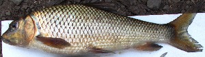  ( - VEN9)  @11 [ ] Copyright (2015) Dr.G.D. Khedkar PAUL HEBERT CENTRE FOR DNA BARCODING AND BIODIVERSITY STUDIES