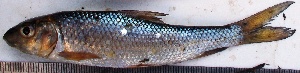  ( - WAI10)  @11 [ ] Copyright (2015) Dr.G.D. Khedkar PAUL HEBERT CENTRE FOR DNA BARCODING AND BIODIVERSITY STUDIES