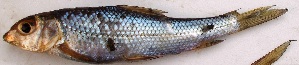  ( - WAI36)  @11 [ ] Copyright (2015) Dr.G.D. Khedkar PAUL HEBERT CENTRE FOR DNA BARCODING AND BIODIVERSITY STUDIES