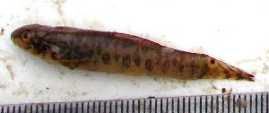  (Paracanthocobitis mooreh - WAI39)  @11 [ ] Copyright (2015) Dr.G.D. Khedkar PAUL HEBERT CENTRE FOR DNA BARCODING AND BIODIVERSITY STUDIES