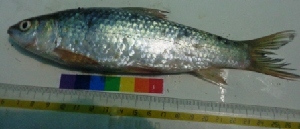  ( - WAK18)  @12 [ ] Copyright (2014) PHCDBS Paul Hebert Centre for DNA Barcoding and Biodiversity Studies