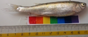  ( - YDR1)  @12 [ ] Copyright (2014) PHCDBS Pual Hebert Centre For DNA Barcoding and Biodiversity Studies