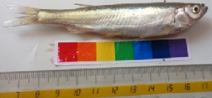  ( - YDR2)  @12 [ ] Copyright (2014) PHCDBS Pual Hebert Centre For DNA Barcoding and Biodiversity Studies