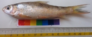  ( - YDR4)  @12 [ ] Copyright (2014) PHCDBS Pual Hebert Centre For DNA Barcoding and Biodiversity Studies