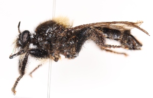  ( - KFUDip02010)  @11 [ ] Copyright (c) (2025) Heimburg H Unspecified