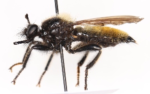  ( - KFUDip02011)  @11 [ ] Copyright (c) (2025) Heimburg H Unspecified