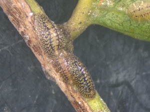  (Pulvinaria aligarhensis - PANEM)  @11 [ ] copyright (2025) Desavath Gouthami B Kerala Agricultural University