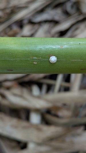  (Ceroplastes floridensis - CFLMNG)  @11 [ ] copyright (2025) Desavath Gouthami Kerala Agricultural University