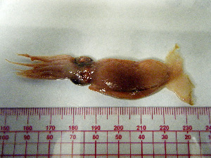  ( - 1113MKG1)  @13 [ ] Copyright (2009) K. Gardiner University of Manitoba