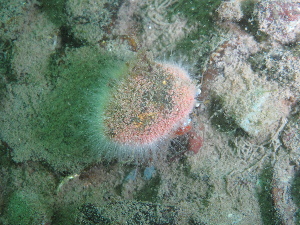  ( - PS Hydractinia sp. 02)  @11 [ ] Unspecified (default): All Rights Reserved  Unspecified Unspecified