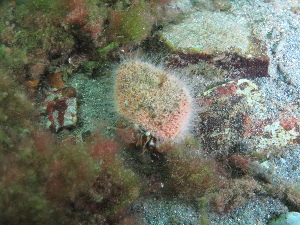  ( - PS Hydractinia sp. 02)  @11 [ ] Unspecified (default): All Rights Reserved  Unspecified Unspecified