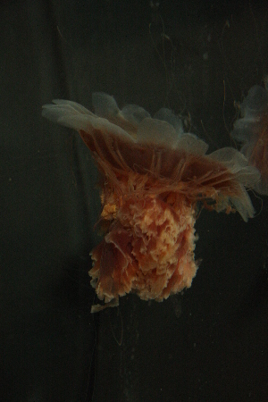  ( - BIOUG-KMH-047)  @13 [ ] Unspecified (default): All Rights Reserved  Unspecified Unspecified
