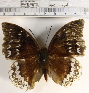  (Charaxes bernardus - YB-KHC197)  @13 [ ] No Rights Reserved  Unspecified Unspecified