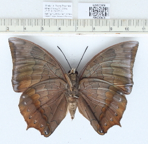  (Charaxes bemardus - CCDB03529_E03)  @14 [ ] No Rights Reserved  Unspecified Unspecified