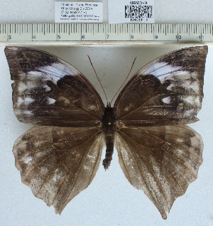  (Zeuxidia doubledayi - CCDB03530_B07)  @14 [ ] No Rights Reserved  Unspecified Unspecified