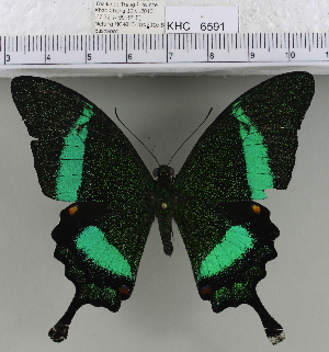  (Papilio palinurus palinurus - YB-KHC6591)  @14 [ ] No Rights Reserved  Unspecified Unspecified
