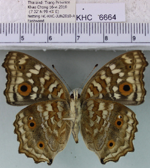  (Junonia lemonias lemonias - YB-KHC6664)  @14 [ ] No Rights Reserved  Unspecified Unspecified