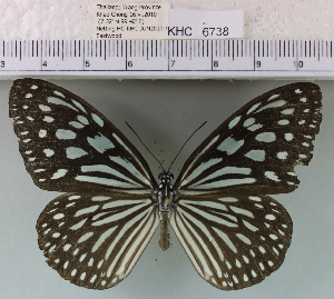  (Ideopsis similis - YB-KHC6738)  @14 [ ] No Rights Reserved  Unspecified Unspecified