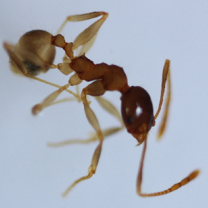  (Pheidole ADE4099 - YB-KHC51239)  @14 [ ] No Rights Reserved  Unspecified Unspecified