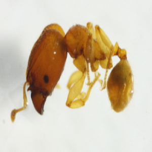  (Pheidole clypeocornis - YB-KHC51253)  @13 [ ] No Rights Reserved  Unspecified Unspecified
