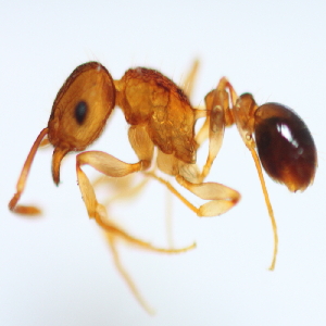  (Tetramorium AAG4158 - YB-KHC51274)  @13 [ ] No Rights Reserved  Unspecified Unspecified
