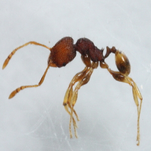  (Pheidole ADD0261 - YB-KHC51282)  @15 [ ] No Rights Reserved  Unspecified Unspecified