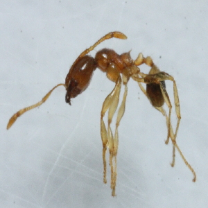  (Pheidole ADD0066 - YB-KHC51284)  @13 [ ] No Rights Reserved  Unspecified Unspecified