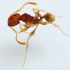  (Pheidole sp. 6MKC - YB-KHC51319)  @11 [ ] No Rights Reserved  Unspecified Unspecified
