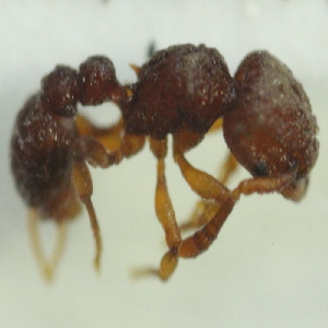  (Tetramorium sp. 11MKC - YB-KHC51401)  @11 [ ] No Rights Reserved  Unspecified Unspecified