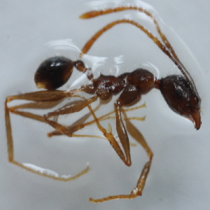  (Pheidole sp. 4MKC - YB-KHC51444)  @11 [ ] No Rights Reserved  Unspecified Unspecified