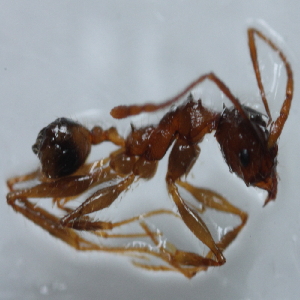  (Pheidole ADA6148 - YB-KHC51446)  @12 [ ] No Rights Reserved  Unspecified Unspecified