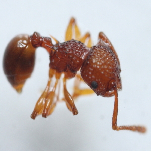  (Pristomyrmex sp. 4MKC - YB-KHC51463)  @11 [ ] No Rights Reserved  Unspecified Unspecified