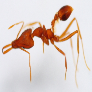  (Strumigenys sp. 1MKC - YB-KHC52978)  @11 [ ] No Rights Reserved  Unspecified Unspecified