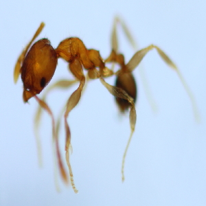  (Pheidole AAX8085 - YB-KHC52984)  @12 [ ] No Rights Reserved  Unspecified Unspecified