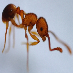  (Pristomyrmex sp. 3MKC - YB-KHC52985)  @11 [ ] No Rights Reserved  Unspecified Unspecified