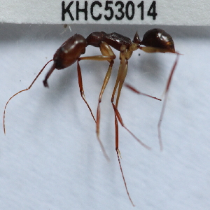  (Odontomachus rixosus - YB-KHC53014)  @13 [ ] No Rights Reserved  Unspecified Unspecified
