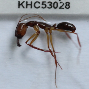  (Odontomachus rixosus - YB-KHC53028)  @13 [ ] No Rights Reserved  Unspecified Unspecified