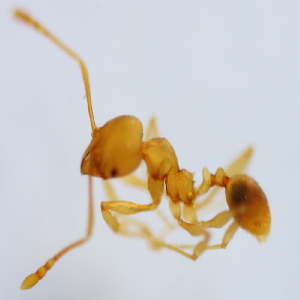  (Pheidole ADC9716 - YB-KHC53032)  @12 [ ] No Rights Reserved  Unspecified Unspecified