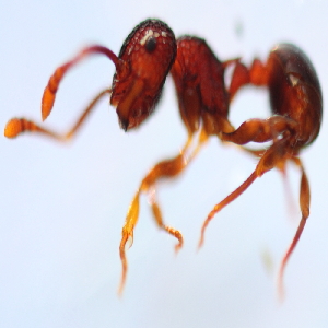  (Pristomyrmex sp. 5MKC - YB-KHC53046)  @11 [ ] No Rights Reserved  Unspecified Unspecified
