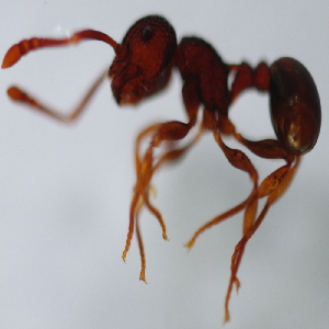  (Pristomyrmex sp. 4MKC - YB-KHC53054)  @11 [ ] No Rights Reserved  Unspecified Unspecified