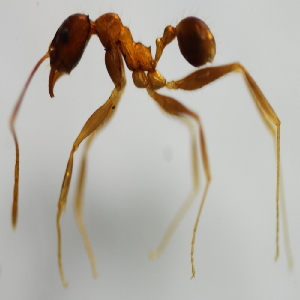  (Pheidole ADD4288 - YB-KHC53087)  @13 [ ] No Rights Reserved  Unspecified Unspecified
