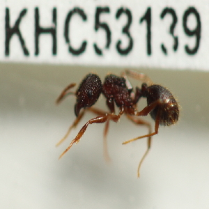 (Pheidole sp. 18MKC - YB-KHC53139)  @11 [ ] No Rights Reserved  Unspecified Unspecified